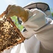 The Honey Pot